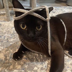 Meet your Posher, Inez